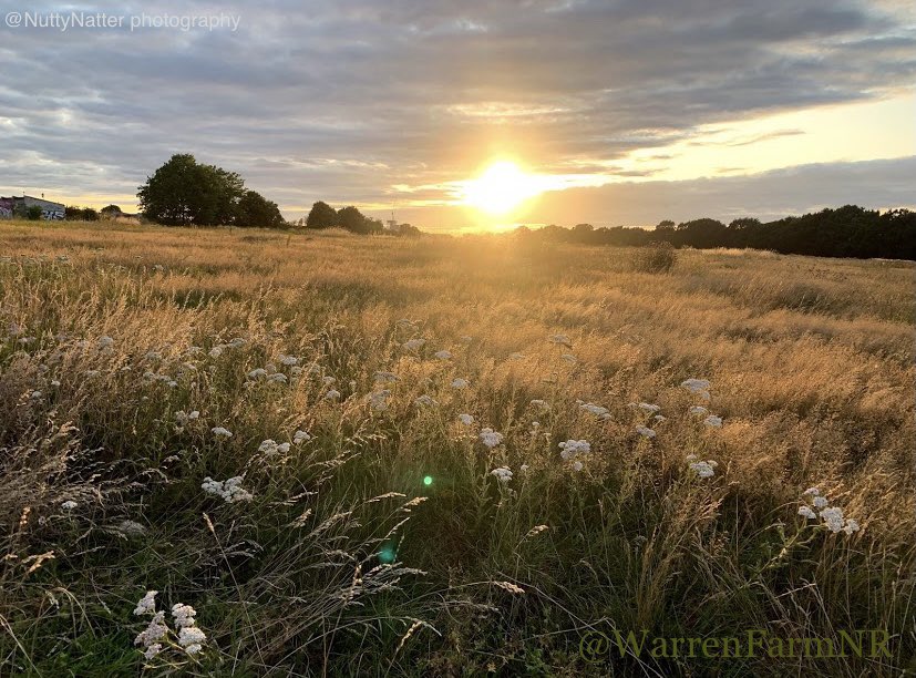 Meadows matter. 61 acres of urban rewilded neutral &amp; acid grassland in Ealing. A carbon sink, species-rich habitat under threat of development at a time of climate crisis. We can do better. Pls sign &amp; RT our petition chng.it/gBPLb2HW #WarrenFarmNR Local Nature Reserve 🌼💚