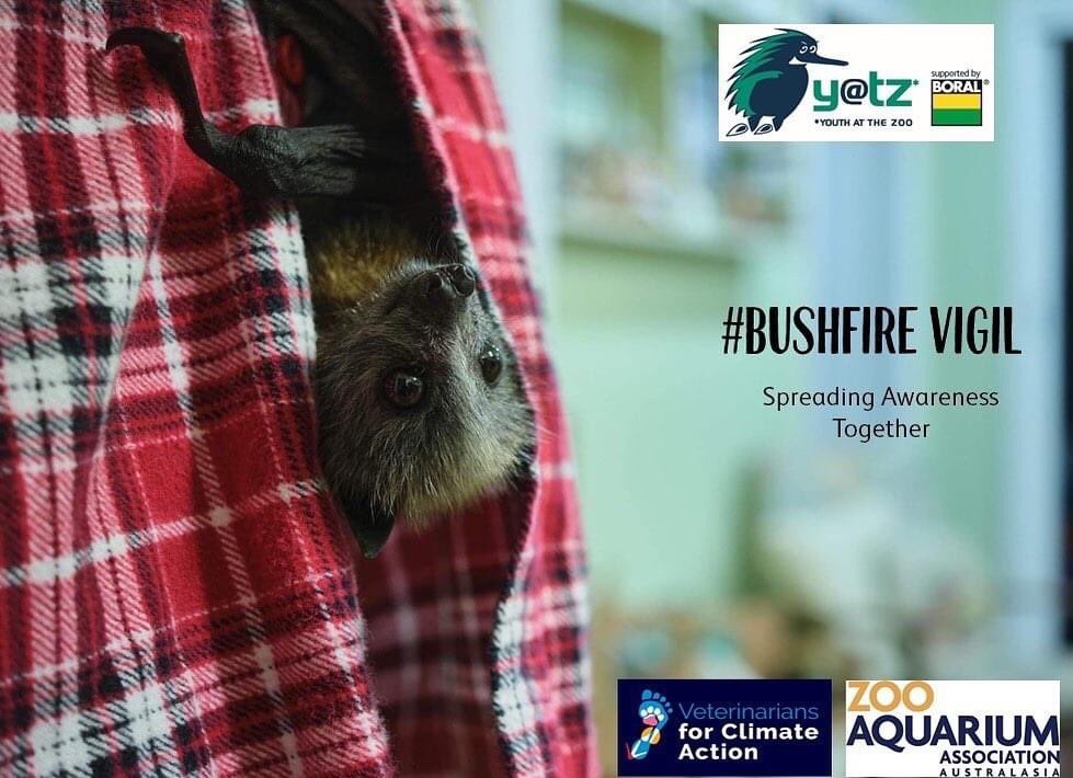 KerryAtTaronga's tweet photo. On this day last year, the devastating 2019/20 bushfires came to an end. We’re joining 
@VetsforClimateAction to remember the 3 billion native animals affected and share our story.

#forourfauna #zoosforwildlife https://t.co/RCqW3osBAw