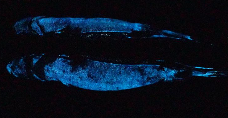 Nawaiwaqt_'s tweet photo. #InterestingFact
Scientists have taken the first-ever photos of a glow-in-the-dark shark producing its own light.
#Scientists #Shark #Discovered #GlowDarkShark #OwnLight https://t.co/of5fem8IJo