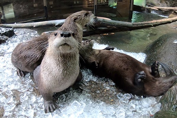 Happy birthday King Kenny Dalglish and to me.

Here are some Otters 