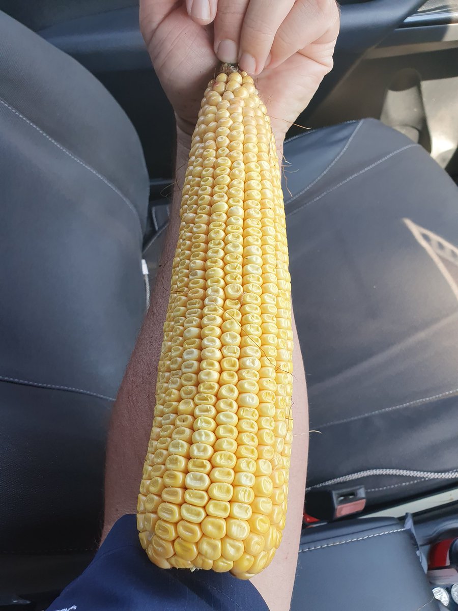 Danie Bester tweet media