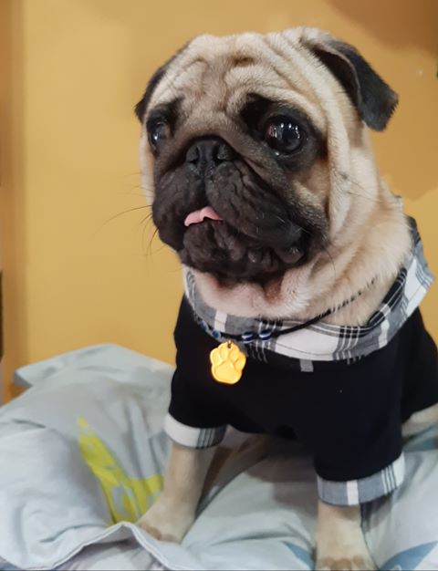 CleopatraDiana3's tweet photo. Throwback tp @romeo_the__handsome_pug looking super dapper and modelling our awesome evil eye pendant. 
.
For details on all our products ping us on +91 9619601144 or drop by https://t.co/WcFx85Z13I
.
#petparents #puppy #pug #pets #evileye #pugs #collars #goodvibes #thursday https://t.co/bORfZtKfj5