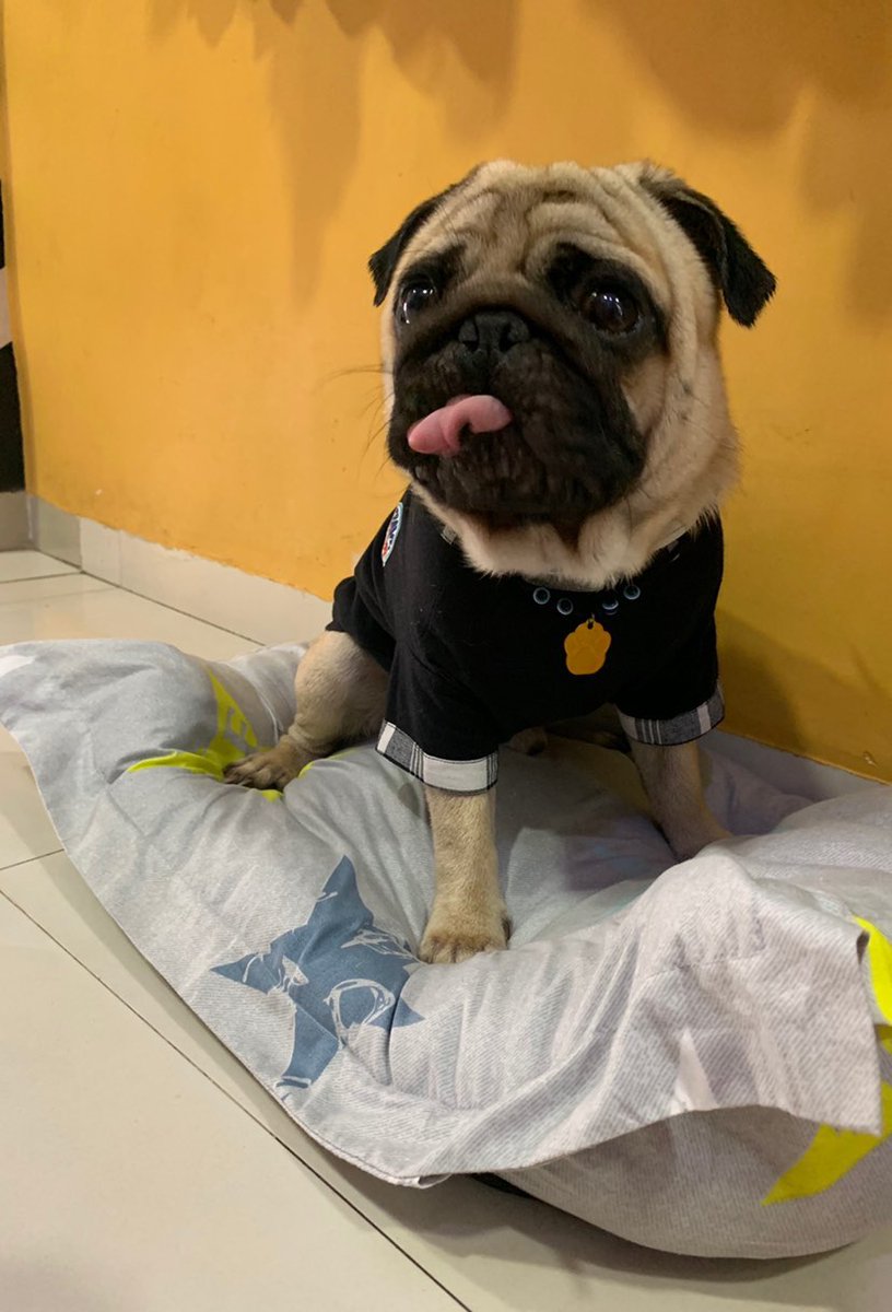 CleopatraDiana3's tweet photo. Throwback tp @romeo_the__handsome_pug looking super dapper and modelling our awesome evil eye pendant. 
.
For details on all our products ping us on +91 9619601144 or drop by https://t.co/WcFx85Z13I
.
#petparents #puppy #pug #pets #evileye #pugs #collars #goodvibes #thursday https://t.co/bORfZtKfj5