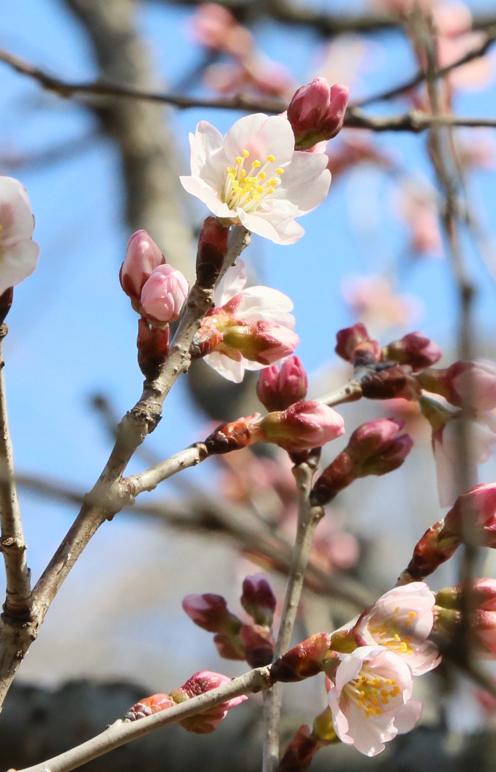 تويتر 神代植物公園 ニュース على تويتر スタッフより 広報係 さくら園で 東海桜 が開花しました マナザクラとカラミザクラの影響がある栽培品種 敬翁桜 けいおうざくら とも呼ばれ 切り花としても使われます サクラ 神代植物公園 T