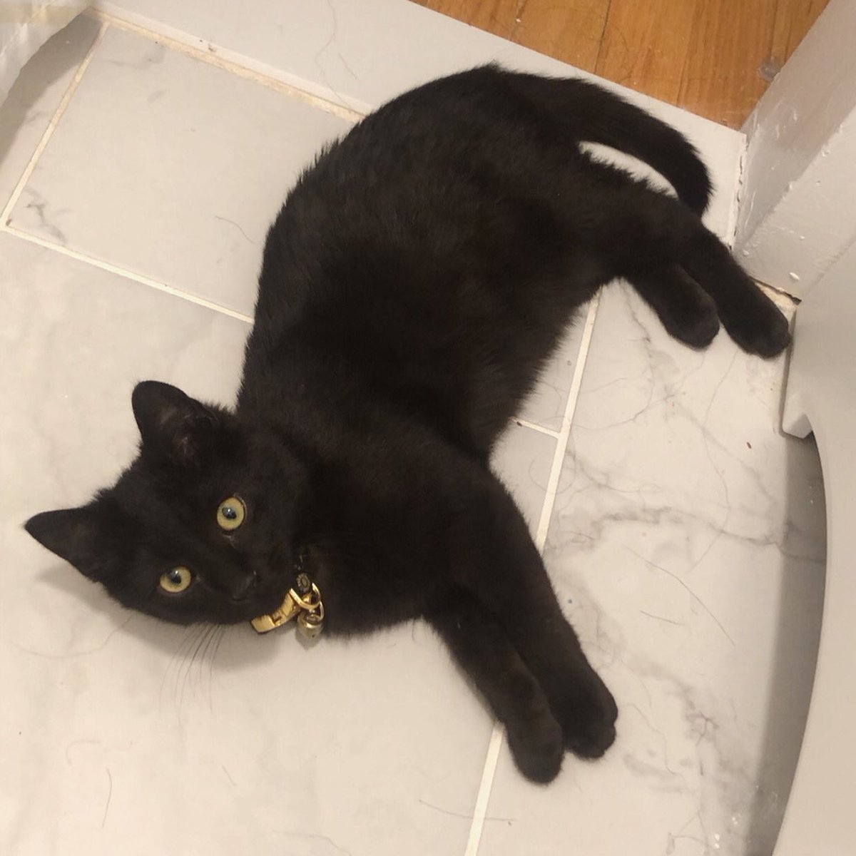 AmiraAlexander's tweet photo. Not to be ~that person~ but finally living my spooky witchy dreams AND found a man that likes to cuddle 🐈‍⬛ https://t.co/uJlHyykHWT