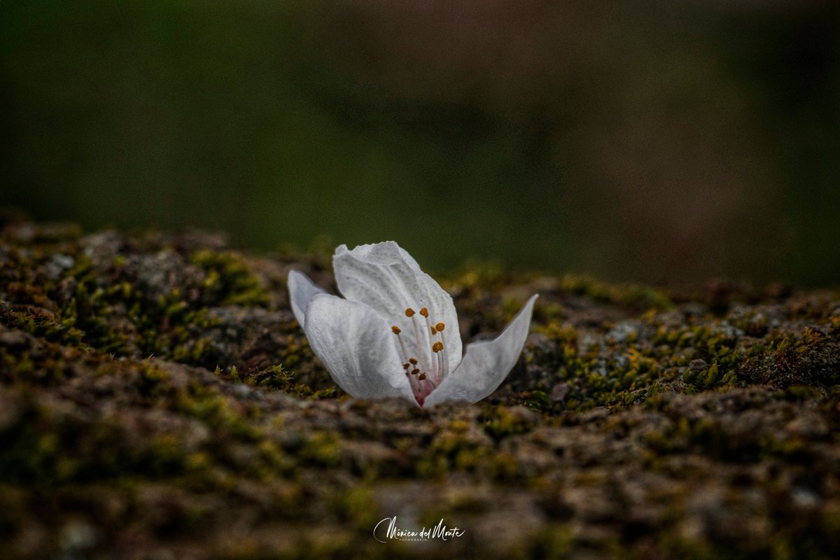 Fotografiamoni1's tweet photo. Minimalismo
#macrofotografia #macrophotography #macro_captures_ #macronature #macrophoto #flowersofinstagram #flowerphotography #fever_macro #total_macro #total_nature #asi_es_macro #estaes_natura #addicted_to_macro https://t.co/Ehfl6lW68S