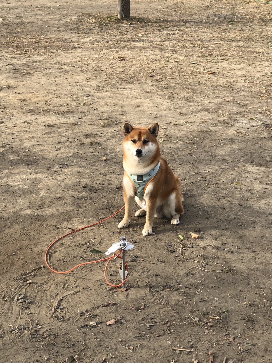 ট ইট র Shin T 今朝 父が犬の散歩に行ったら犬が歩行者にジャレに行って5時間後 服が破れて怪我したから１２９００円払って下さいって 老人相手に姑息すぎて 腹立ってきた 父にもしっかりしてほしいし こんな世の中おかしいよね 裁判してでも屈しない