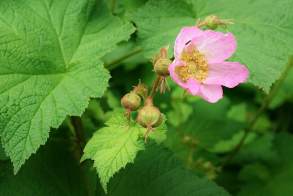 花 愛情 のかたちを 思いやる気持ちが全て 愛なのかな Yui 今日の誕生花 木苺 花言葉 愛情 12時 ﾅｴ