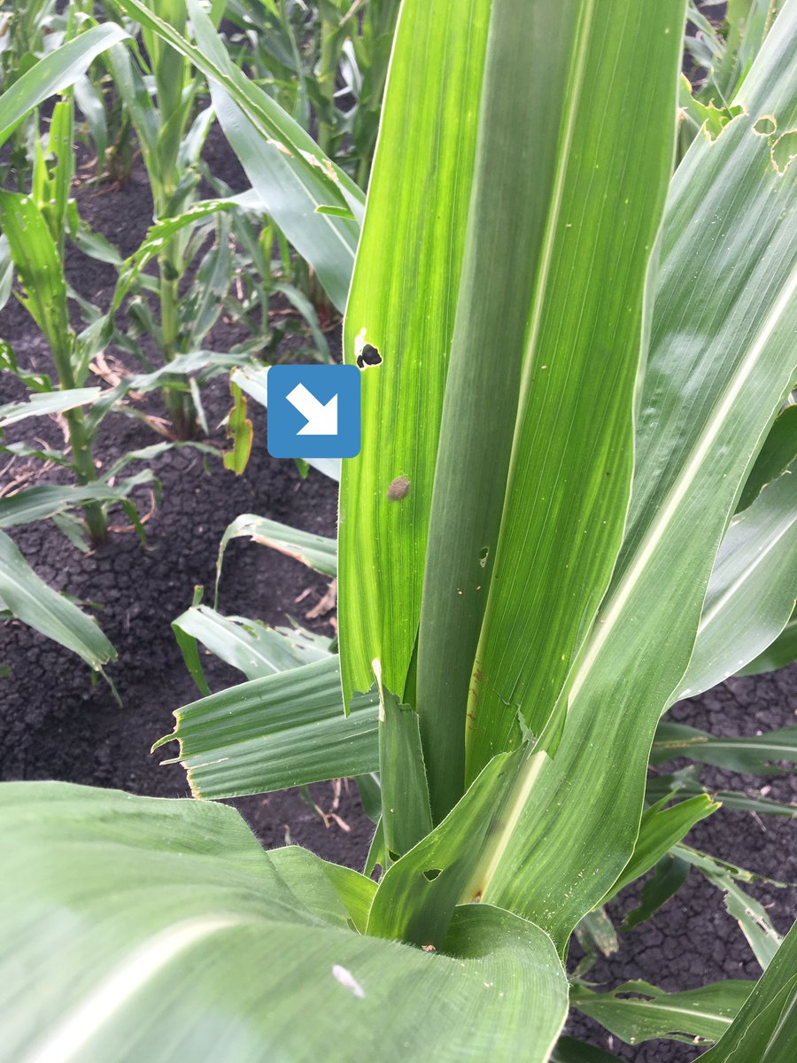 Employing some workers to help in the fight against #FAW in Corn. All part of the IPM Strategy. #Trichogramma #AgVenger <a href="/bugsforbugs/">Bugs for Bugs</a> <a href="/EldersLimited/">Elders</a>