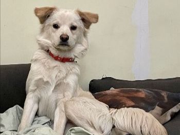 ICVS Animal Hospital tweet media