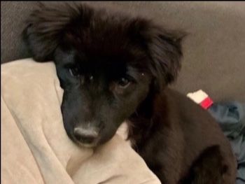 ICVS Animal Hospital tweet media