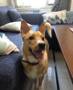 ICVS Animal Hospital tweet media