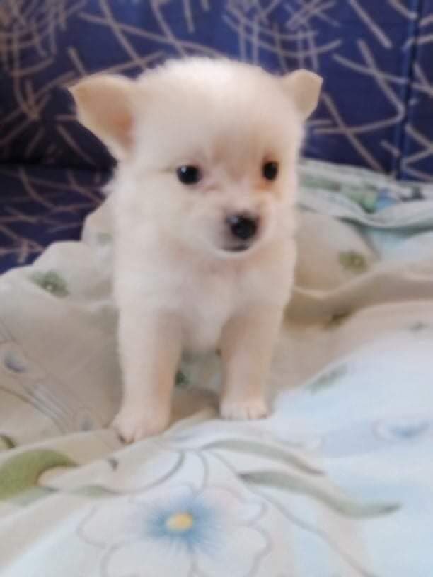 m6rupok's tweet photo. tofu ^__^ https://t.co/a0GHc8uj7j