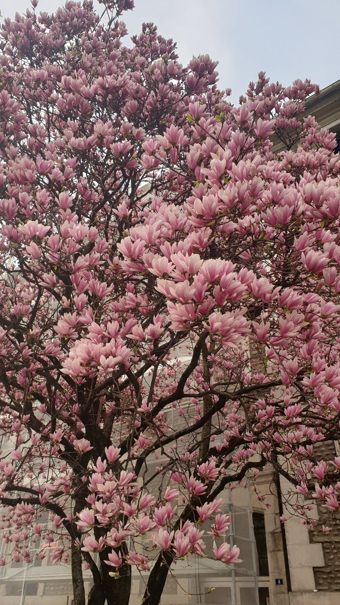 Helene75Mahalo's tweet photo. Des arbres en plein centre ville! C'est beau!
#villedepau #pautourisme #pyreneesatlantiques #Meteo_Pyrenees https://t.co/VtV55H0Adm