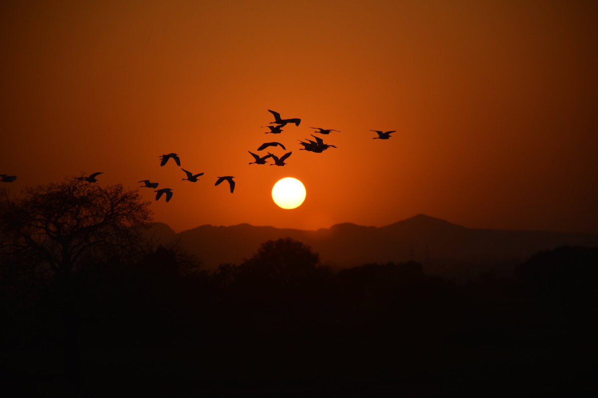 photographar Janu tweet media