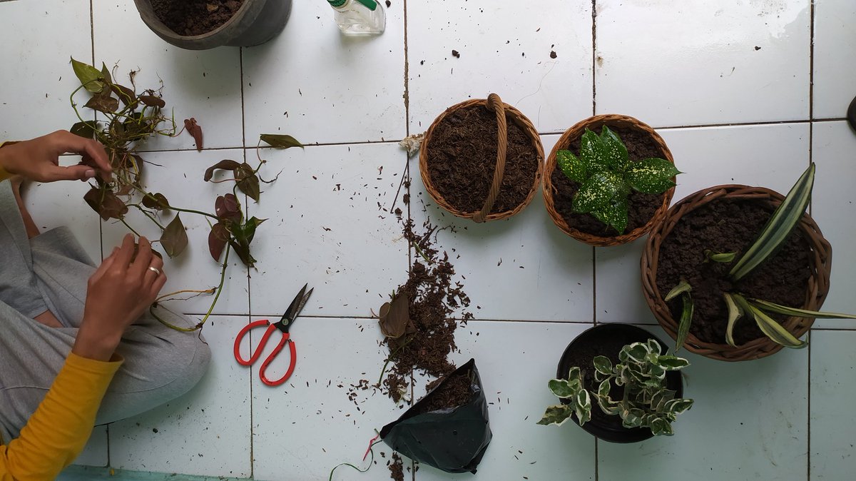 Aku sama suami lagi jatuh cinta banget sama yg namanya tanaman. 

Ternyata merawat tanaman bisa menjadi semacam terapi juga dalam menghadapi kehidupan sehari-hari yang penuh kesibukan dan kepusingan wk

Terimakasih suami selalu membuat aku produktif 😂💛🌿