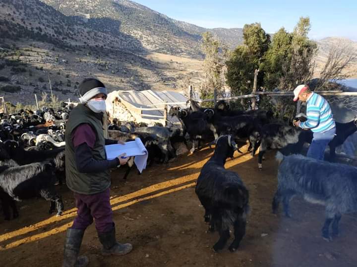 antalyailtarim's tweet photo. #Elmalı'da veteriner hekimlerimiz küçükbaş hayvan işletmelerini ziyaret ederek #hayvansağlığı çalışmalarına devam etti. #Muratpaşa’da ziraat mühendislerimiz #hasat öncesi numune alarak analiz için bakanlığımızın ilgili laboratuvarlarına gönderdi. #GelecekTarımda https://t.co/LcbNqBqsYV