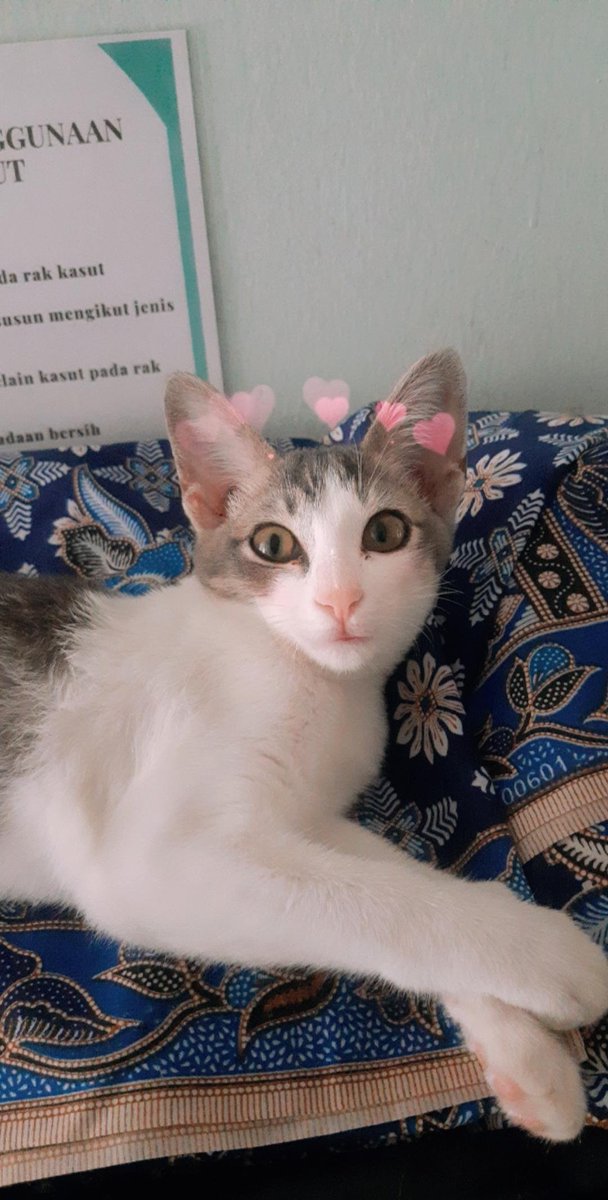 cloudyaes's tweet photo. Im sure i will adopt cat when i have my own house😭😭💓😔 https://t.co/YPQCi778d3