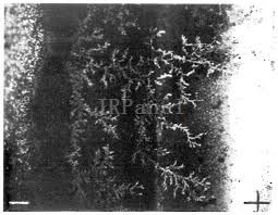 How to Prevent #Silver #Migration in #membraneswitch ?

lnkd.in/esz3vsQ

CLICK→jrpanel.com/T
#controller #overlays #cable #membrane #mechanicaldesign #assembly #manufacturing #electricalcomponents #electroniccomponents