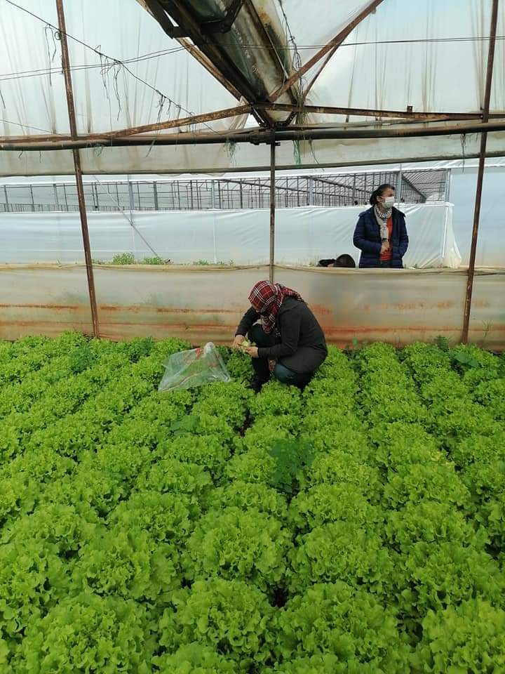antalyailtarim's tweet photo. #Elmalı'da veteriner hekimlerimiz küçükbaş hayvan işletmelerini ziyaret ederek #hayvansağlığı çalışmalarına devam etti. #Muratpaşa’da ziraat mühendislerimiz #hasat öncesi numune alarak analiz için bakanlığımızın ilgili laboratuvarlarına gönderdi. #GelecekTarımda https://t.co/LcbNqBqsYV