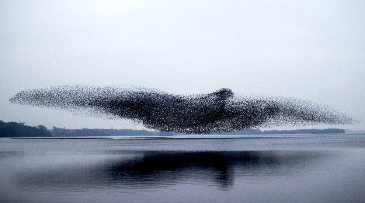 What an amazing few months it has been chasing the murmurations around Lough Ennell looking for the shot with @hogg82, our patience eventually paid off. Thanks so much to the @IrishTimes for the wonderful usage today