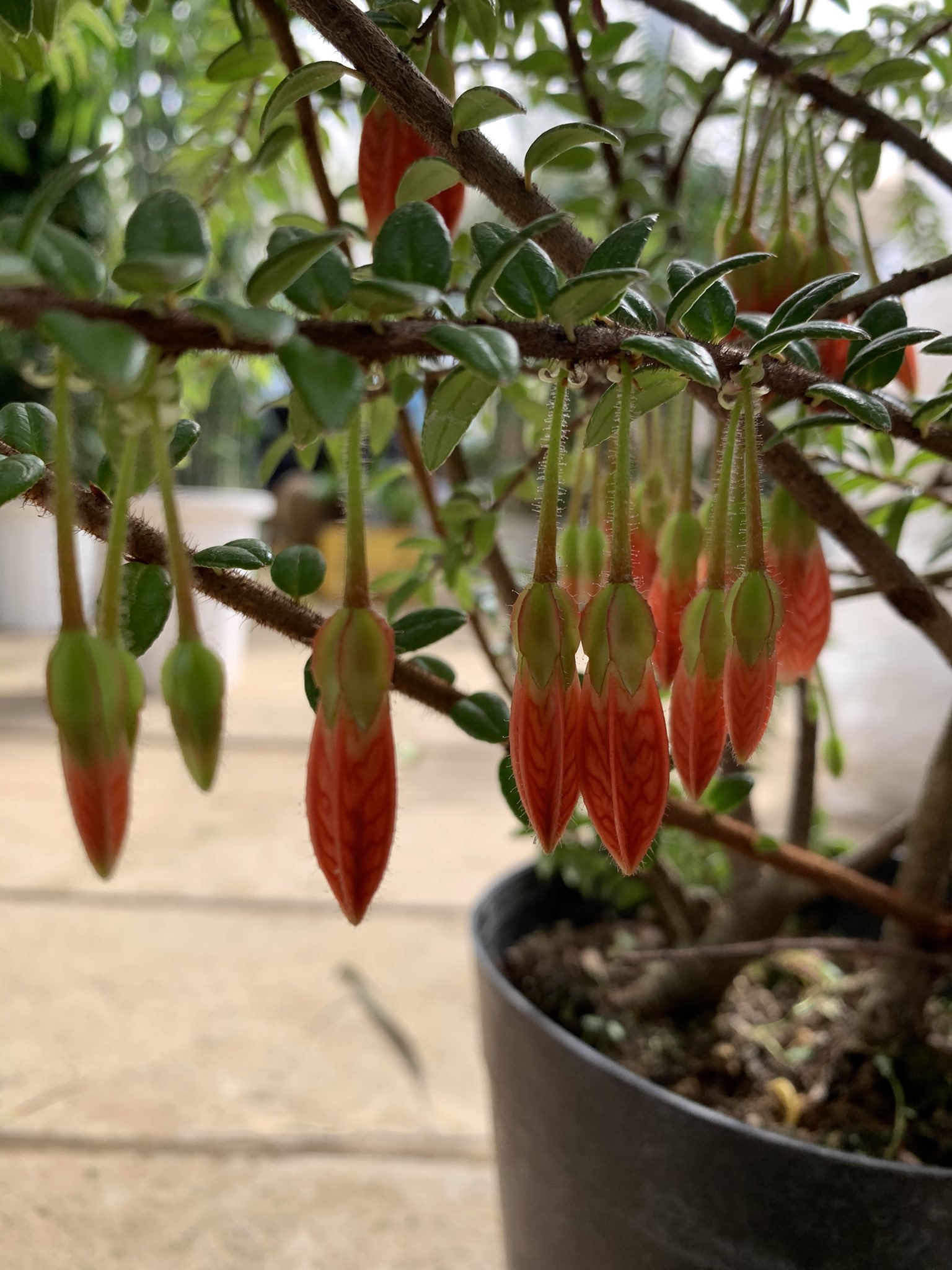 Eastgarden アガベテスセルペンスの花が咲き始めました レッドベル と呼ばれるとおり下垂させた赤い筒状の花 はベルのよう 花言葉は 愛しい です プレゼントにどうですか アガベテスセルペンス レッドベル 愛しい ツツジ科 イーストガーデン