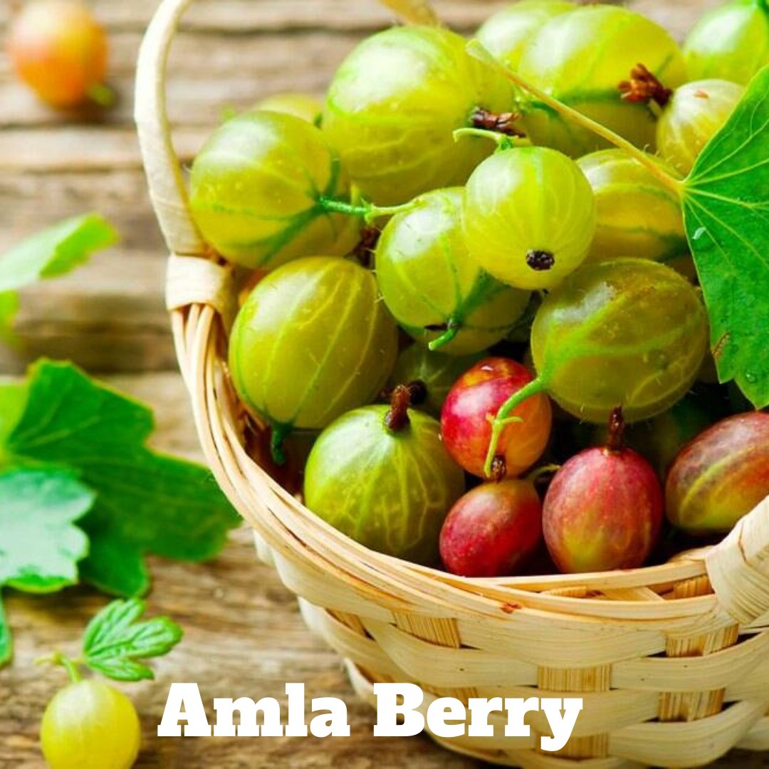 Amla yani Hint Üzümü, Güçlü antioksidan etkileri ile Ayurvedik tıpta cilt ve saç sağlığını iyileştirmek ve bağışıklık sistemini güçlendirmek için kullanılır. Yaşlanmayı yavaşlatır, kalp hastalıklarına karşı savaşır, Detoks sağlar, Kanı temizler. 

#Amla #amlaberry #hintüzümü