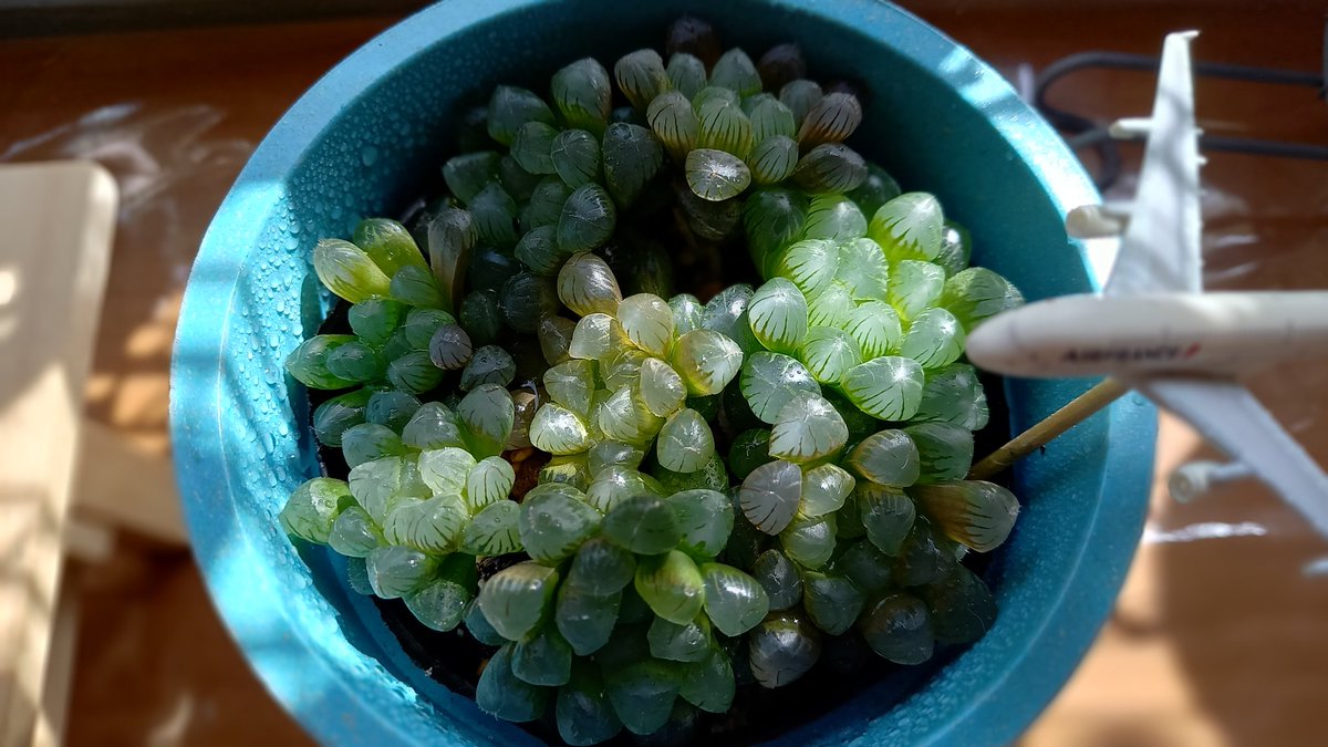 トゥルンカータ