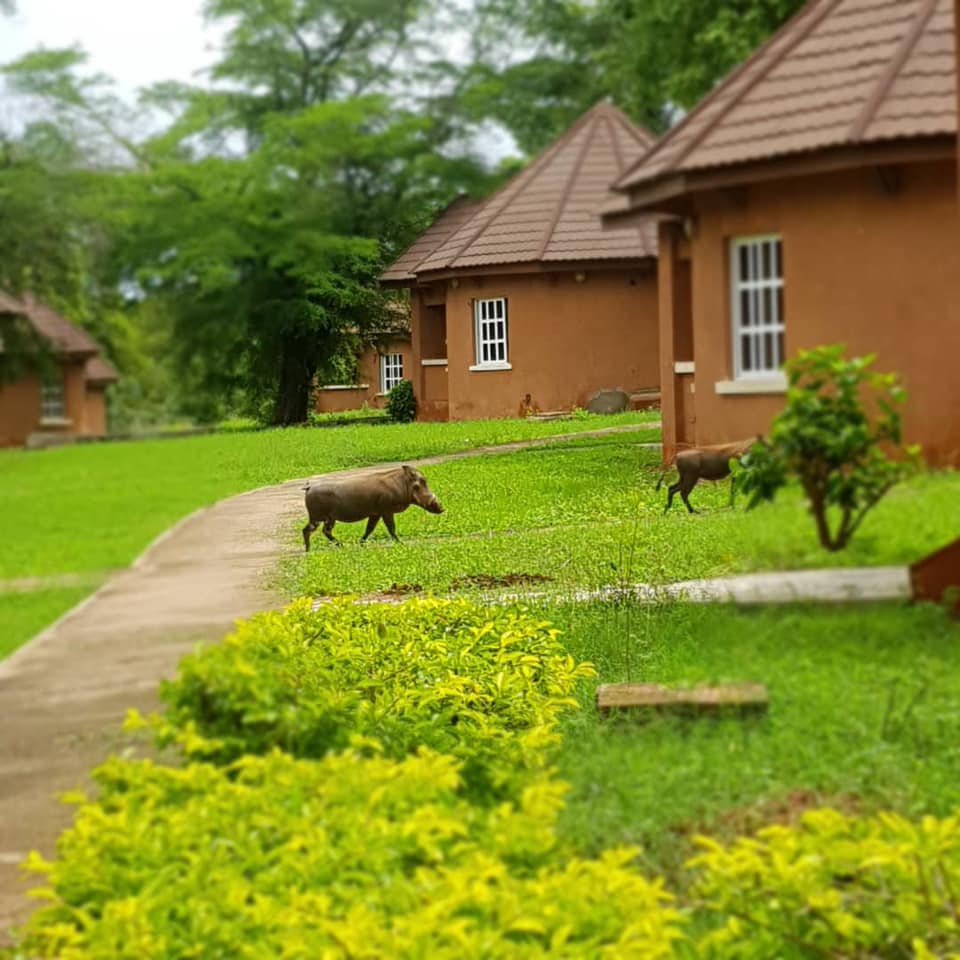 Yankari Game Reserve tweet media