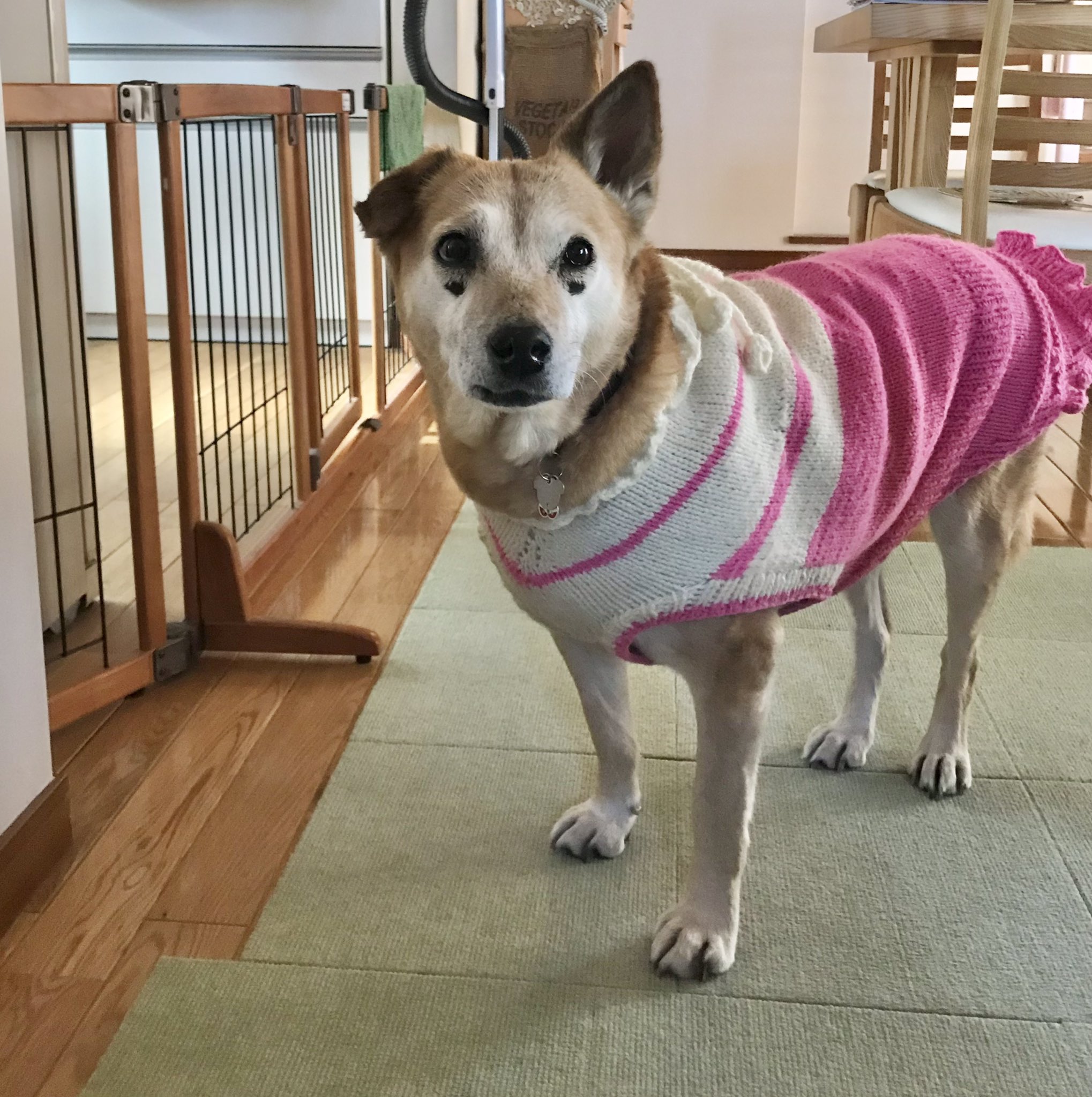 東雲 鈴音 私は花粉症なので 日々派手なクシャミを連発しているわけですが その都度犬が驚いて申し訳なさそうな顔で私を見るのよね クシャミ 大きな声 怒られてる と思うのかもしれない 違う全然怒ってない と言いながら犬の頭を撫でている