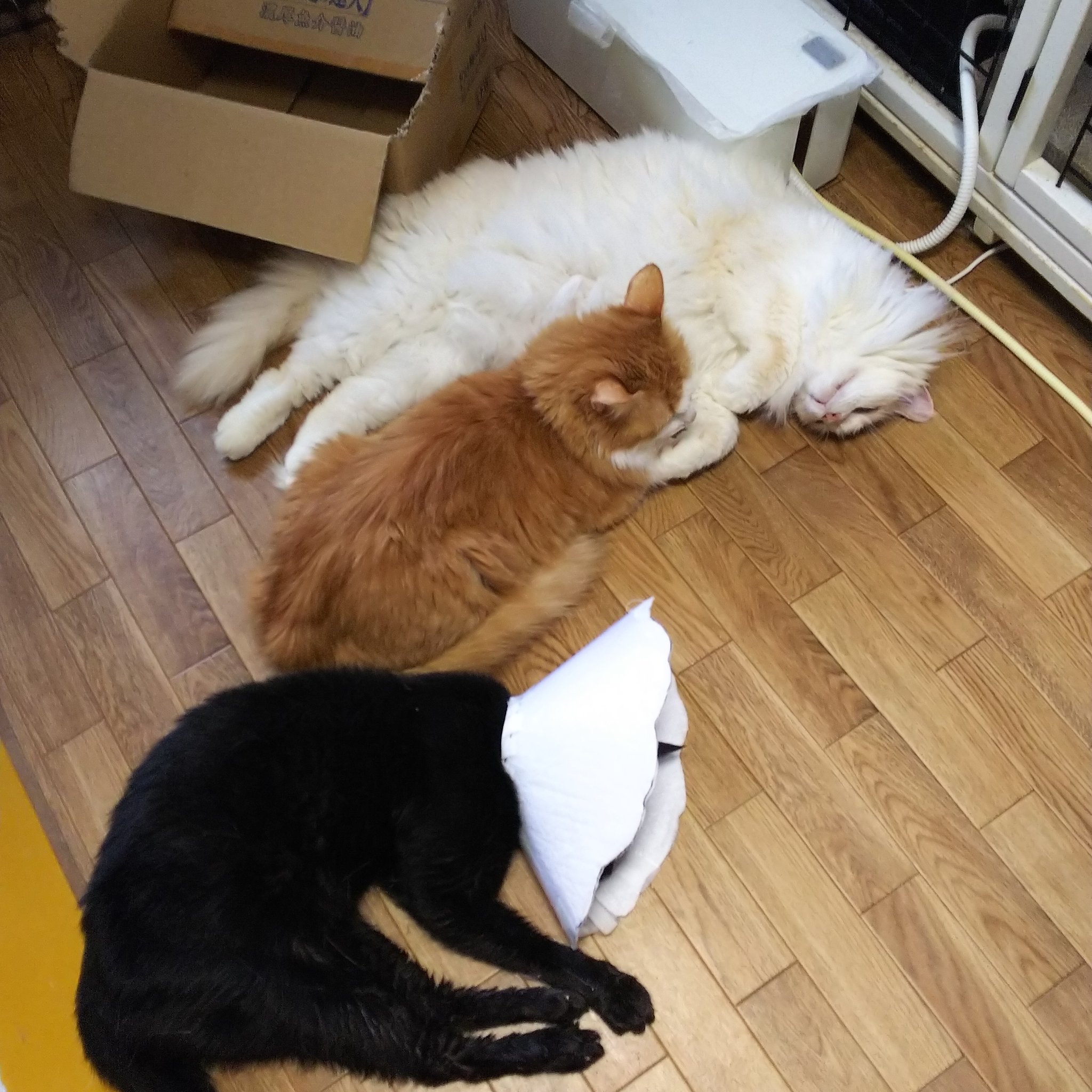 猫カフェ 猫まるカフェ別館 Nekomaru East Twitter
