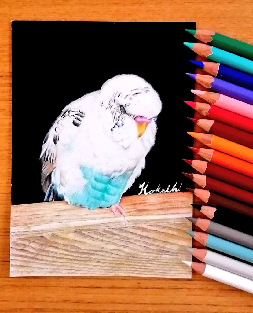 Kokeshi 色鉛筆で可愛いインコちゃんを描きました いつの間に筋トレしたの セキセイインコ 可愛いインコ ハルクイン 色鉛筆画 絵描きさんと繋がりたい T Co By8sif2ey6 Twitter