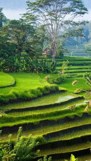 Tayang 03

@Mahrus30127858 
@MbahGropak 
<a href="/Lumbalaut1/">TANPA SAYAP</a> 
<a href="/tabascopepsauce/">media indq tukang fitnah</a> 
<a href="/BlacakNgilo1/">Bl@cak Ngilo</a> 
<a href="/IndraEMDE/">𝙄𝙣𝙙𝙧𝙖 𝙈𝘿</a> 
<a href="/RickyBakara/">ricky bakara (不啊看啊让啊)</a> 
@MrET_Centre_Ind 
<a href="/andreawan_/">andre</a> 
<a href="/MamaRaja07/">Mama Raja</a> 
@santokatilayu 
@kalimayafashion 
<a href="/BaraTerpendam/">Pemburu Kecil</a> 
<a href="/TheArieAir/">Arie Dirgantara</a>