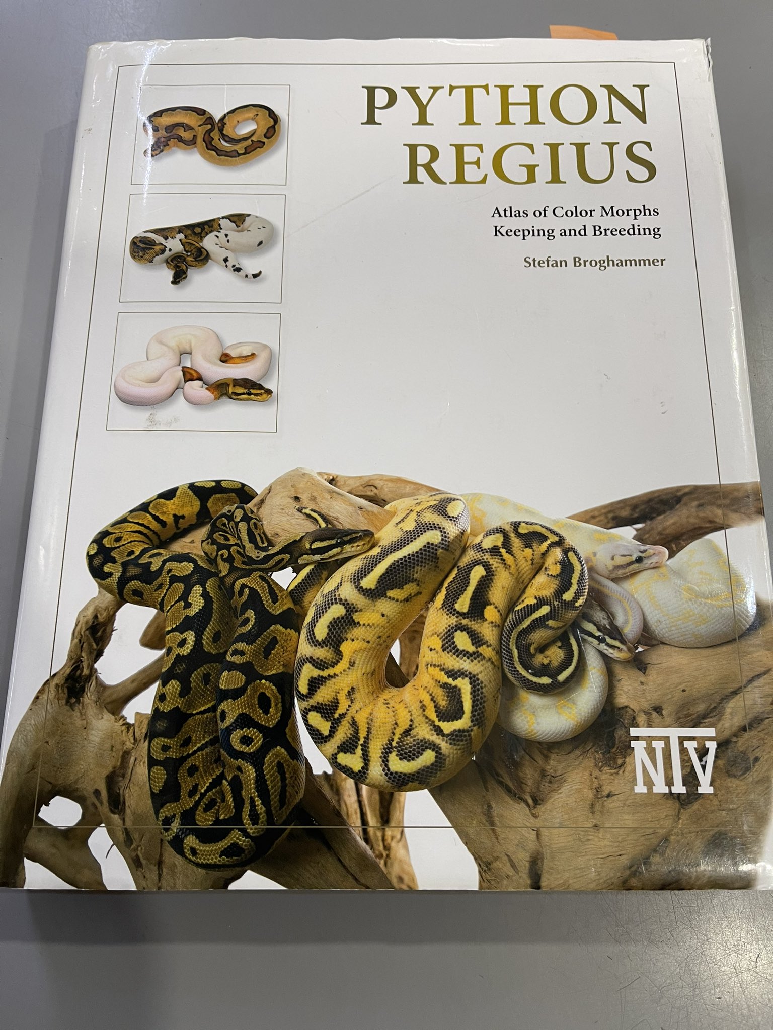 までの 激レア パイソンレギウス ボールパイソン 本 Python regius