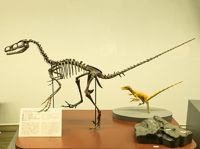 ノコギリザメ 頭部骨格標本（¥12,000）