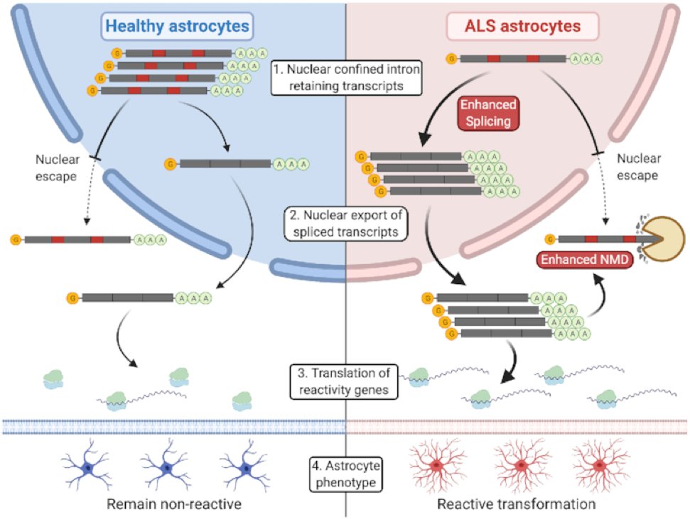 PataniLab (@patanilab) on Twitter photo Our latest in Nucleic Acids Research (<a href="/NAR_Open/">Nucleic Acids Res</a>) reveals how astrocytes might become harmfully reactive through a post-transcriptional mechanism: academic.oup.com/nar/advance-ar…
Well done <a href="/ojziff/">Oliver Ziff</a> <a href="/DoaaMTaha2/">Doaa M Taha</a> and Hamish Crerar <a href="/PataniLab/">PataniLab</a> <a href="/UCLIoN/">UCL Queen Square Institute of Neurology</a> <a href="/TheCrick/">The Francis Crick Institute</a> <a href="/mndresearch/">MND Research</a> #DrivingMNDresearch Our latest in Nucleic Acids Research (<a href="/NAR_Open/">Nucleic Acids Res</a>) reveals how astrocytes might become harmfully reactive through a post-transcriptional mechanism: academic.oup.com/nar/advance-ar…
Well done <a href="/ojziff/">Oliver Ziff</a> <a href="/DoaaMTaha2/">Doaa M Taha</a> and Hamish Crerar <a href="/PataniLab/">PataniLab</a> <a href="/UCLIoN/">UCL Queen Square Institute of Neurology</a> <a href="/TheCrick/">The Francis Crick Institute</a> <a href="/mndresearch/">MND Research</a> #DrivingMNDresearch