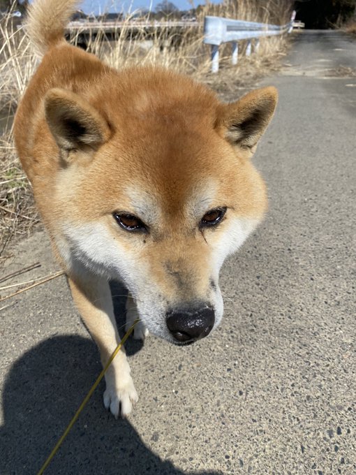 今朝 知り合いが長野県佐久市の布施温泉 みどりの村をつなぐ道付近で保護されたそうです もし お心当たりがある方がいましたらご連絡いただければありがたいです 拡散希望 迷子犬 長野県佐久市