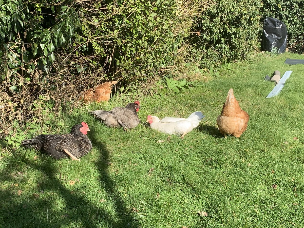 Just chickens sunbathing #chickens #gardenchickens #freerangechickens #gardening #britishgardens #horticulture