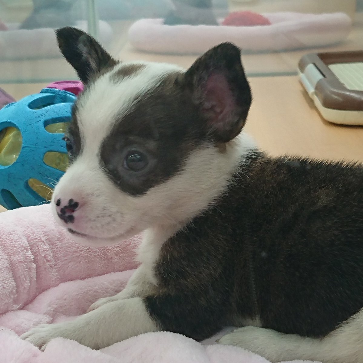 🈁フレブルコーギーここ tweet media