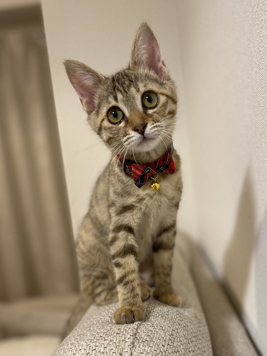 The3854's tweet photo. 首輪かわいい猫最高 https://t.co/yI4hnlZLpI