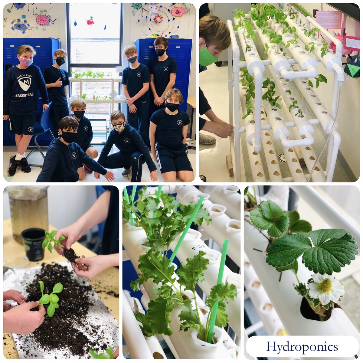 MasonPrepSchool's tweet photo. 6th graders decided it is time to add strawberries, lettuce, peppers, kale, basil, and flowers to their hydroponic system. Students are planting seeds &amp; established plants and determining how to run fertilizer through the system. They are taking risks and adjusting where needed! https://t.co/YZfMzRpPBq