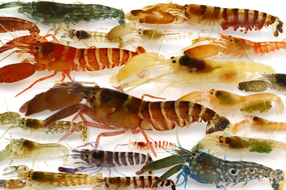 ゆうじ No Twitter 磯に無限に生息するテッポウエビとかそのへんの小さいエビの種類がわかるようになったら人類はより幸福になれることは明白なのだが いかんせんわからん 全くわからん 来世紀中頃までには世界の誰かがその命と引き換えにa World Monograph Of The