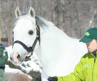 ひでまさねちか ハルーワソングの人 チチカステナンゴ フランスの元競走馬で 日本で種牡馬として生活していた 正直 強い競走馬は出せなかったポンコツパパ でも顔がすごくかわいい 本当にオス馬なのか疑うほどかわいい 何そのおめめ くりくりやん