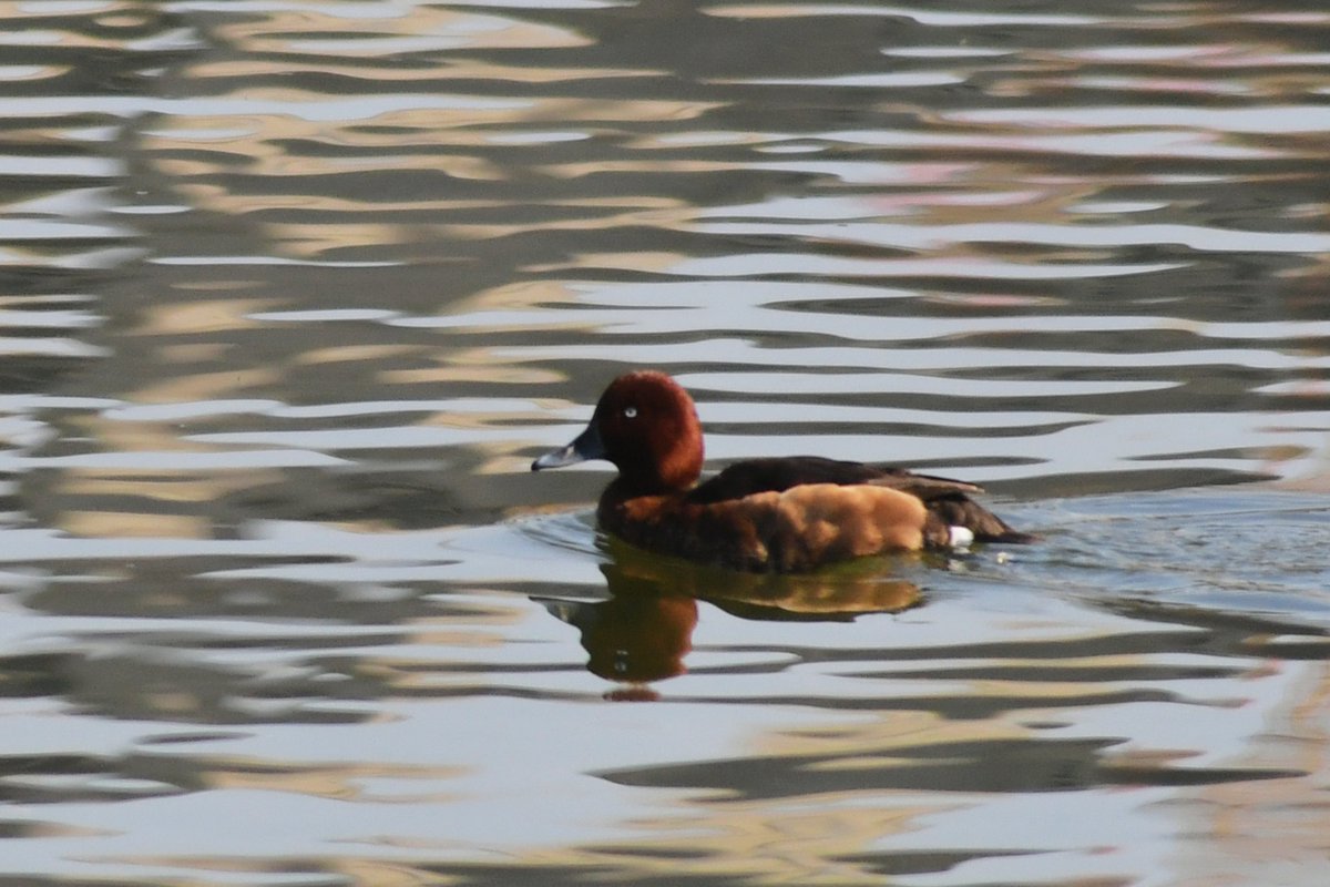 TouchShandong's tweet photo. #Pochards have been spotted in the area for three years in a row. In recent years, local #wildlife conservation #volunteers have been protecting the habitats of migratory birds. #WorldWildlifeDay #charmingshandong #birds #migratorybirds #animals #species #ecology #nature https://t.co/aVxpVT9Stz