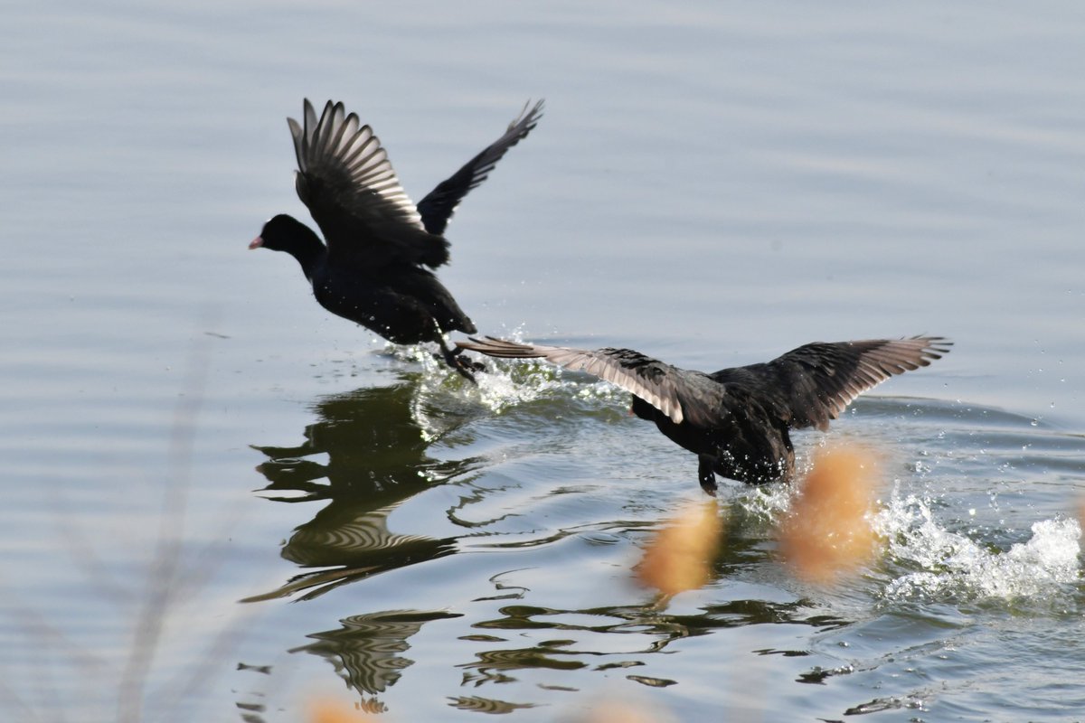 TouchShandong's tweet photo. #Pochards have been spotted in the area for three years in a row. In recent years, local #wildlife conservation #volunteers have been protecting the habitats of migratory birds. #WorldWildlifeDay #charmingshandong #birds #migratorybirds #animals #species #ecology #nature https://t.co/aVxpVT9Stz