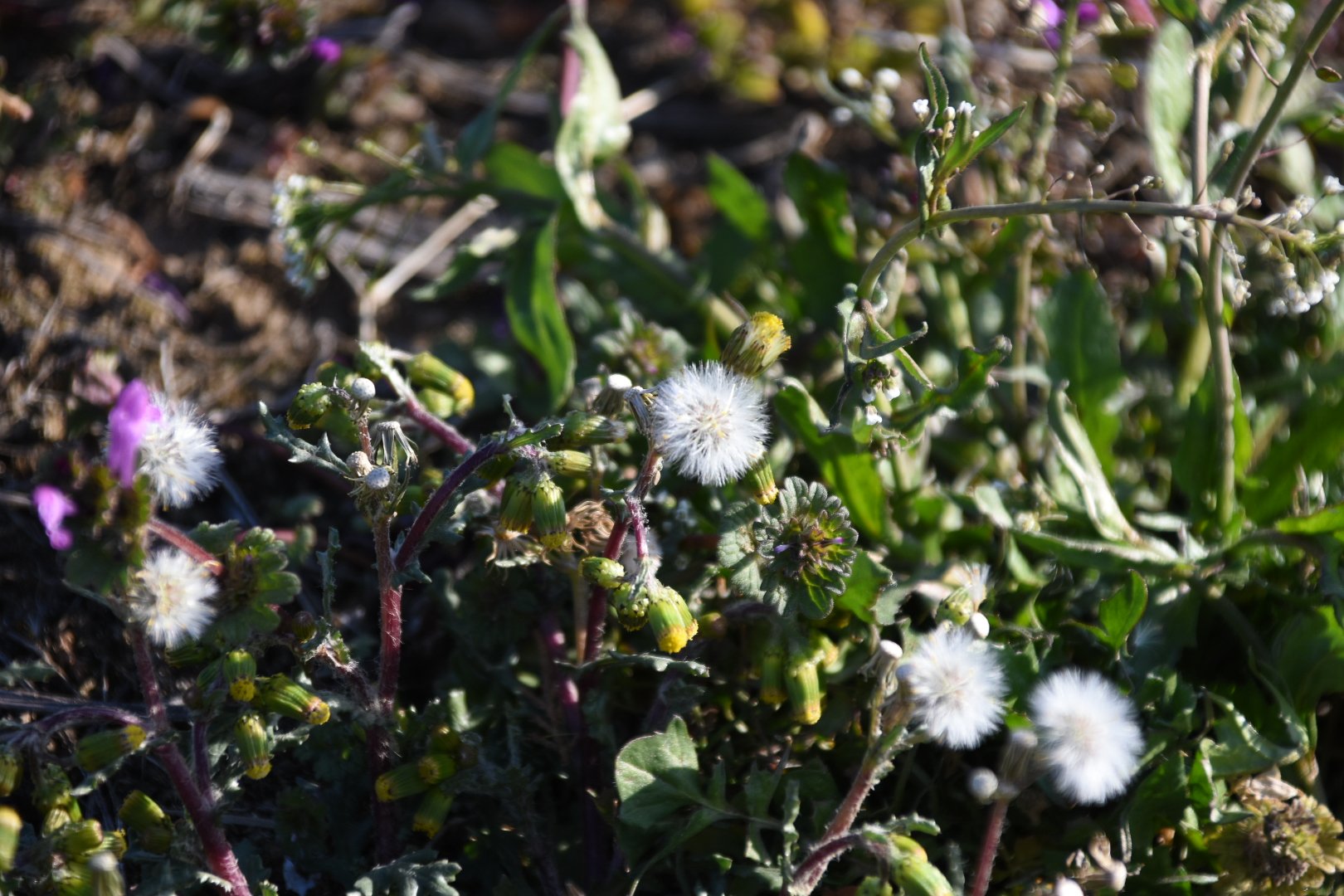 白い綿毛 Twitter Search Twitter