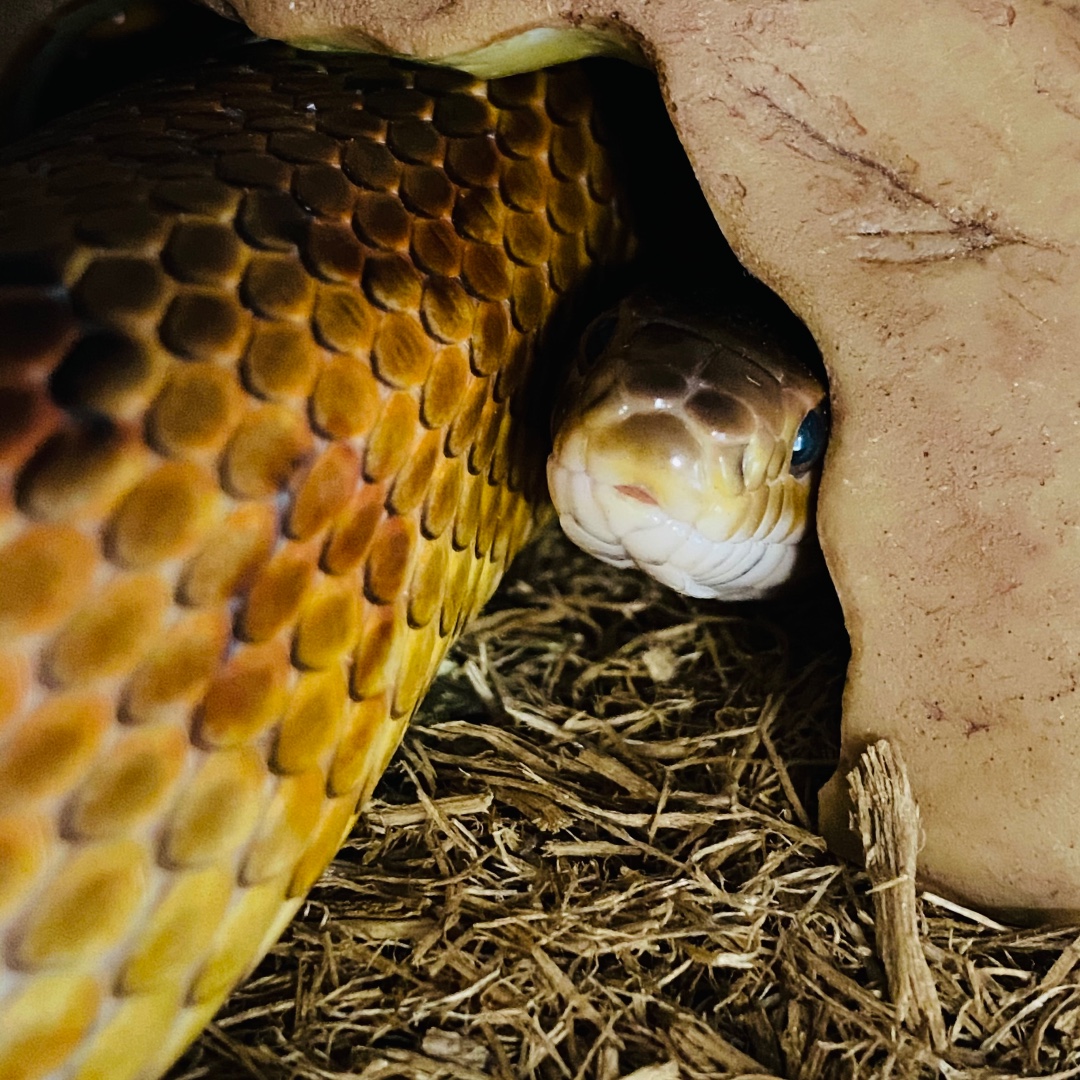 We know that snakes aren't for everyone...but...LOOK HOW CUTE POP IS!!!! 😻

#cutie #sosweet #adorable #snake #cornsnake #popcorn