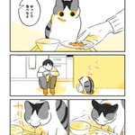 猫さんといっしょに食べる昼ごはん 日の当たった毛のきらきら感や音の描写から大切な時間が感じられる カリカリ食べる時の カリリッ Togetter