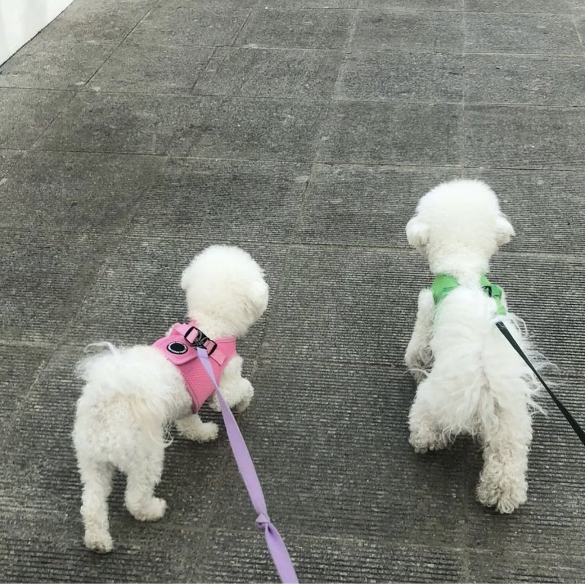 acelaineee's tweet photo. 뒷모습만 봐도 누가 누군지 딱 알아,,💗💚 https://t.co/2X3q9pkc0i