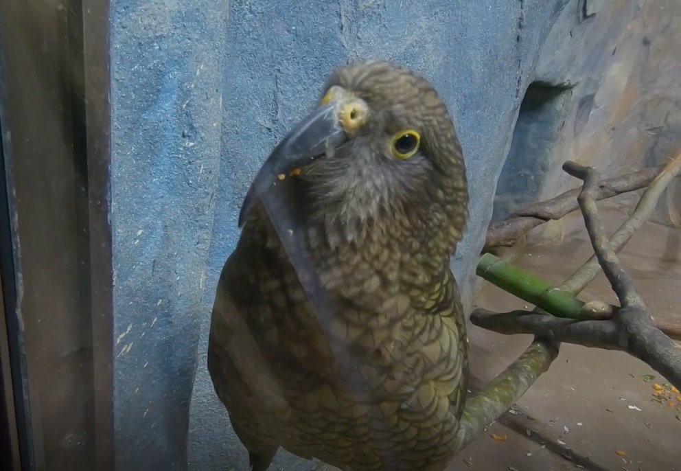 nasu animal kingdom tweet media